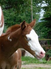 Leolita 10