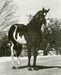 NEROS DANDY ROBIN