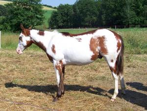 Pferd Jens 1