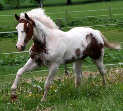 leone 2 2010