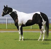 tobiano tobiano